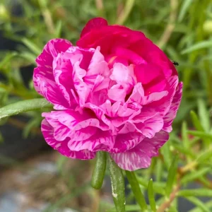 Fuchsia Pink Moss Rose Seeds - Portulaca grandiflora - Double Blooms - Heat Tolerant Ground Cover - 30 Seeds - Image 3