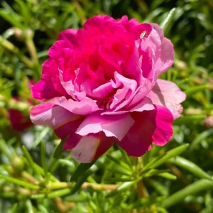Fuchsia Pink Moss Rose Seeds - Portulaca grandiflora - Double Blooms - Heat Tolerant Ground Cover - 30 Seeds - Image 4
