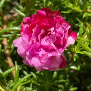 Fuchsia Pink Moss Rose Seeds - Portulaca grandiflora - Double Blooms - Heat Tolerant Ground Cover - 30 Seeds - Image 5
