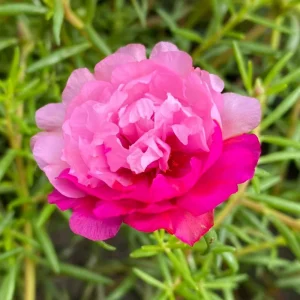 Fuchsia Pink Moss Rose Seeds - Portulaca grandiflora - Double Blooms - Heat Tolerant Ground Cover - 30 Seeds - Image 6