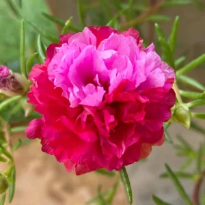 Fuchsia Pink Moss Rose Seeds - Portulaca grandiflora - Double Blooms - Heat Tolerant Ground Cover - 30 Seeds - Image 7