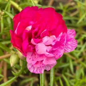 Fuchsia Pink Moss Rose Seeds - Portulaca grandiflora - Double Blooms - Heat Tolerant Ground Cover - 30 Seeds - Image 8