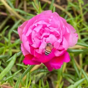 Fuchsia Pink Moss Rose Seeds - Portulaca grandiflora - Double Blooms - Heat Tolerant Ground Cover - 30 Seeds - Image 9
