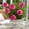 Fuchsia Pink Moss Rose Seeds - Portulaca grandiflora - Double Blooms - Heat Tolerant Ground Cover - 30 Seeds - Image 1