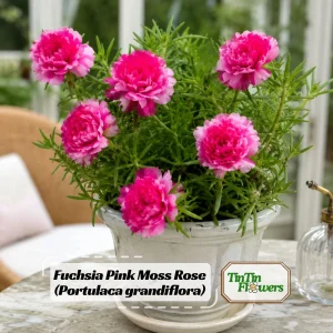 Fuchsia Pink Moss Rose Seeds - Portulaca grandiflora - Double Blooms - Heat Tolerant Ground Cover - 30 Seeds - Image 1