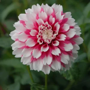 Fuzzy Wuzzy Dahlia Seeds - Pollinator Friendly Heirloom Flower Seeds - 40 Seeds - Image 10