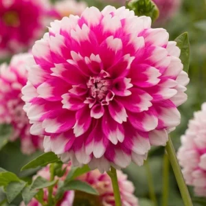 Fuzzy Wuzzy Dahlia Seeds - Pollinator Friendly Heirloom Flower Seeds - 40 Seeds - Image 11