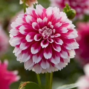 Fuzzy Wuzzy Dahlia Seeds - Pollinator Friendly Heirloom Flower Seeds - 40 Seeds - Image 12