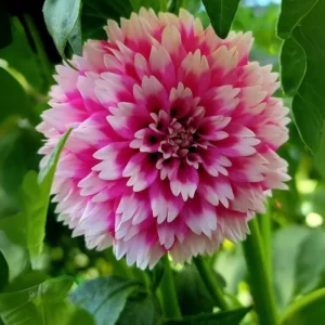 Fuzzy Wuzzy Dahlia Seeds - Pollinator Friendly Heirloom Flower Seeds - 40 Seeds - Image 13