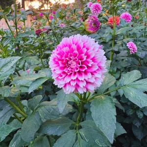 Fuzzy Wuzzy Dahlia Seeds - Pollinator Friendly Heirloom Flower Seeds - 40 Seeds - Image 14