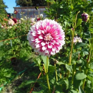 Fuzzy Wuzzy Dahlia Seeds - Pollinator Friendly Heirloom Flower Seeds - 40 Seeds - Image 16