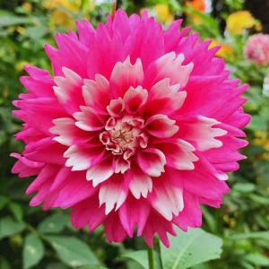 Fuzzy Wuzzy Dahlia Seeds - Pollinator Friendly Heirloom Flower Seeds - 40 Seeds - Image 17