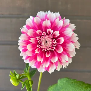 Fuzzy Wuzzy Dahlia Seeds - Pollinator Friendly Heirloom Flower Seeds - 40 Seeds - Image 18