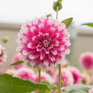 Fuzzy Wuzzy Dahlia Seeds - Pollinator Friendly Heirloom Flower Seeds - 40 Seeds - Image 2