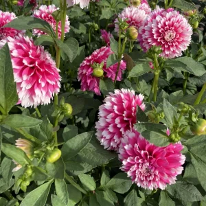 Fuzzy Wuzzy Dahlia Seeds - Pollinator Friendly Heirloom Flower Seeds - 40 Seeds - Image 3