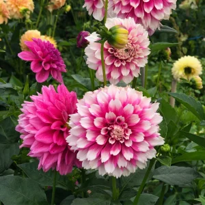Fuzzy Wuzzy Dahlia Seeds - Pollinator Friendly Heirloom Flower Seeds - 40 Seeds - Image 4