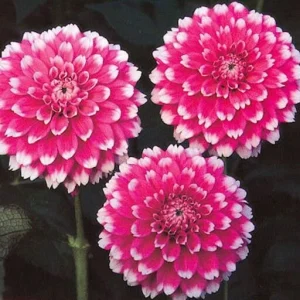 Fuzzy Wuzzy Dahlia Seeds - Pollinator Friendly Heirloom Flower Seeds - 40 Seeds - Image 5