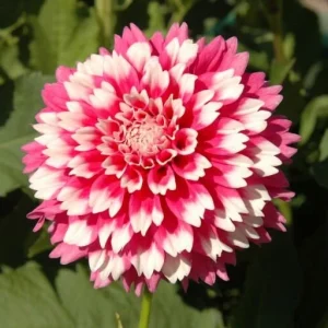 Fuzzy Wuzzy Dahlia Seeds - Pollinator Friendly Heirloom Flower Seeds - 40 Seeds - Image 6