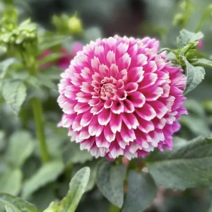 Fuzzy Wuzzy Dahlia Seeds - Pollinator Friendly Heirloom Flower Seeds - 40 Seeds - Image 7