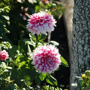 Fuzzy Wuzzy Dahlia Seeds - Pollinator Friendly Heirloom Flower Seeds - 40 Seeds - Image 8