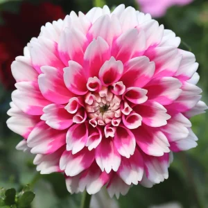 Fuzzy Wuzzy Dahlia Seeds - Pollinator Friendly Heirloom Flower Seeds - 40 Seeds - Image 9