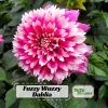 Fuzzy Wuzzy Dahlia Seeds - Pollinator Friendly Heirloom Flower Seeds - 40 Seeds - Image 1