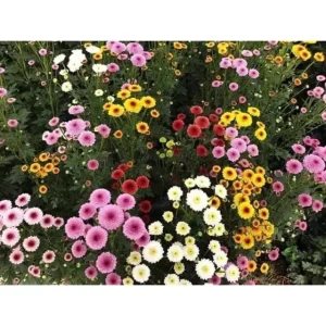 Garden Chrysanthemum Live Plant – Random Variety – 4 inch Pot – Outdoor - Image 2