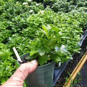 Garden Chrysanthemum Live Plant – Random Variety – 4 inch Pot – Outdoor - Image 3