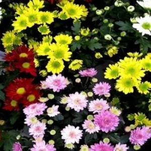 Garden Chrysanthemum Live Plant – Random Variety – 4 inch Pot – Outdoor - Image 1