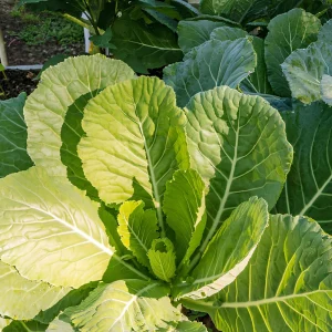 Georgia Southern Collard Seeds - Heirloom Collard Greens - 20 Seeds - Cool Season Vegetable - Image 3