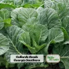 Georgia Southern Collard Seeds - Heirloom Collard Greens - 20 Seeds - Cool Season Vegetable - Image 1