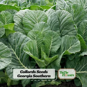 Georgia Southern Collard Seeds - Heirloom Collard Greens - 20 Seeds - Cool Season Vegetable - Image 1