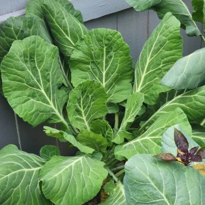 Georgia Southern Collard Seeds - Heirloom Collard Greens - 20 Seeds - Cool Season Vegetable - Image 4