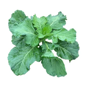Georgia Southern Collard Seeds - Heirloom Collard Greens - 20 Seeds - Cool Season Vegetable - Image 6