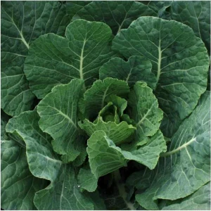 Georgia Southern Collard Seeds - Heirloom Collard Greens - 20 Seeds - Cool Season Vegetable - Image 7