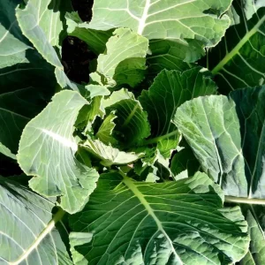 Georgia Southern Collard Seeds - Heirloom Collard Greens - 20 Seeds - Cool Season Vegetable - Image 9