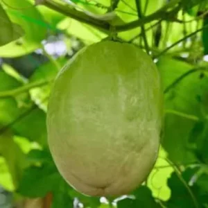 Giant Passionfruit Live Plant – Passiflora quadrangularis, 4-6in Tall Vine - Image 2