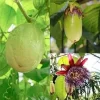 Giant Passionfruit Live Plant – Passiflora quadrangularis, 4-6in Tall Vine - Image 1