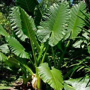 Giant Taro Alocasia Macrorrhiza Elephant Ear Live Plant - 4 inch Pot - Image 2