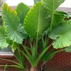 Giant Taro Alocasia Macrorrhiza Elephant Ear Live Plant - 4 inch Pot - Image 1