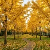 Ginkgo Tree Live Plant 8-12" Tall - Quart Pot, Hardy Outdoor Seedling - Image 1