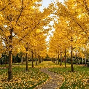 Ginkgo Tree Live Plant 8-12