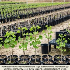 Ginkgo Tree Live Plants - Pack of 2, 8-12