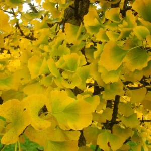 Ginkgo Tree Live Plants - Pack of 2, 8-12
