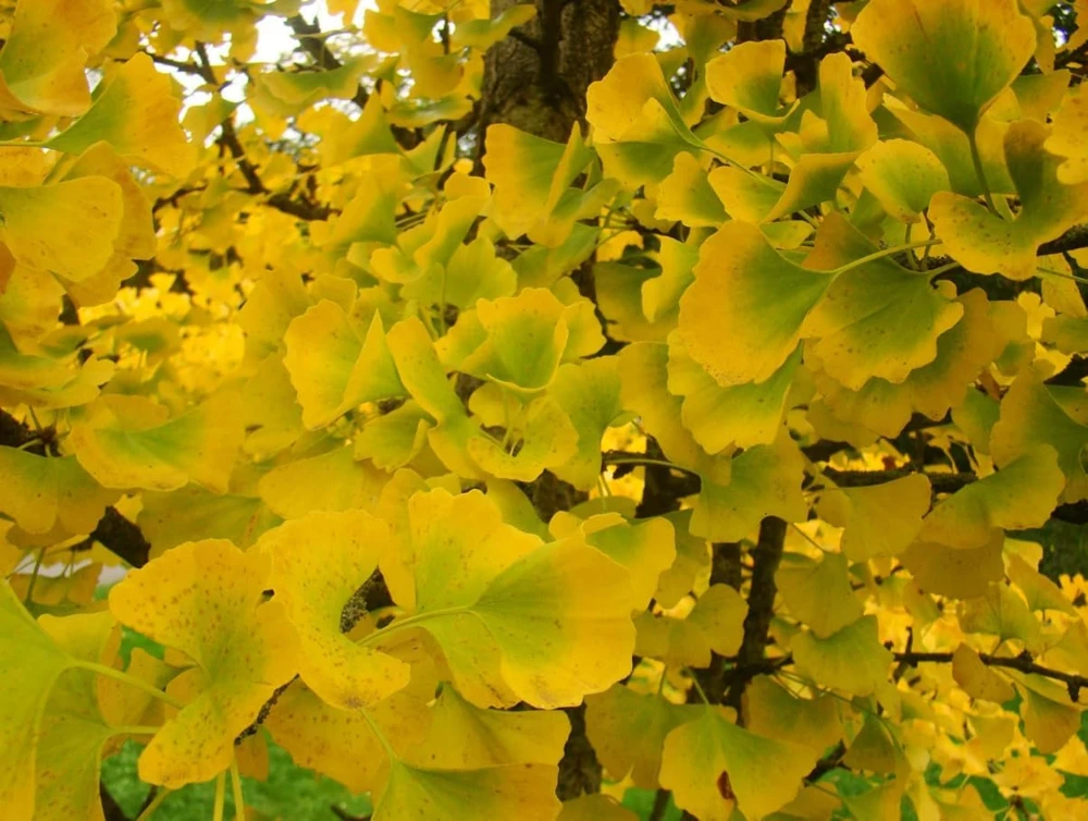 Ginkgo Tree Live Plants - Pack of 2, 8-12" Tall, Quart Pot, Hardy Outdoor - Image 3