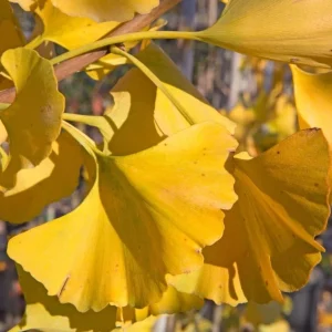 Ginkgo Tree Live Plants - Pack of 2, 8-12