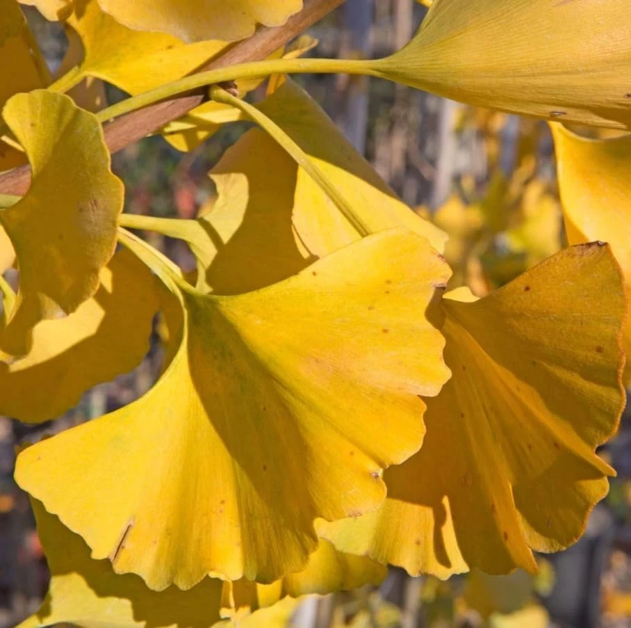 Ginkgo Tree Live Plants - Pack of 2, 8-12" Tall, Quart Pot, Hardy Outdoor - Image 4