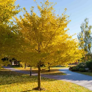 Ginkgo Tree Live Plants - Pack of 2, 8-12
