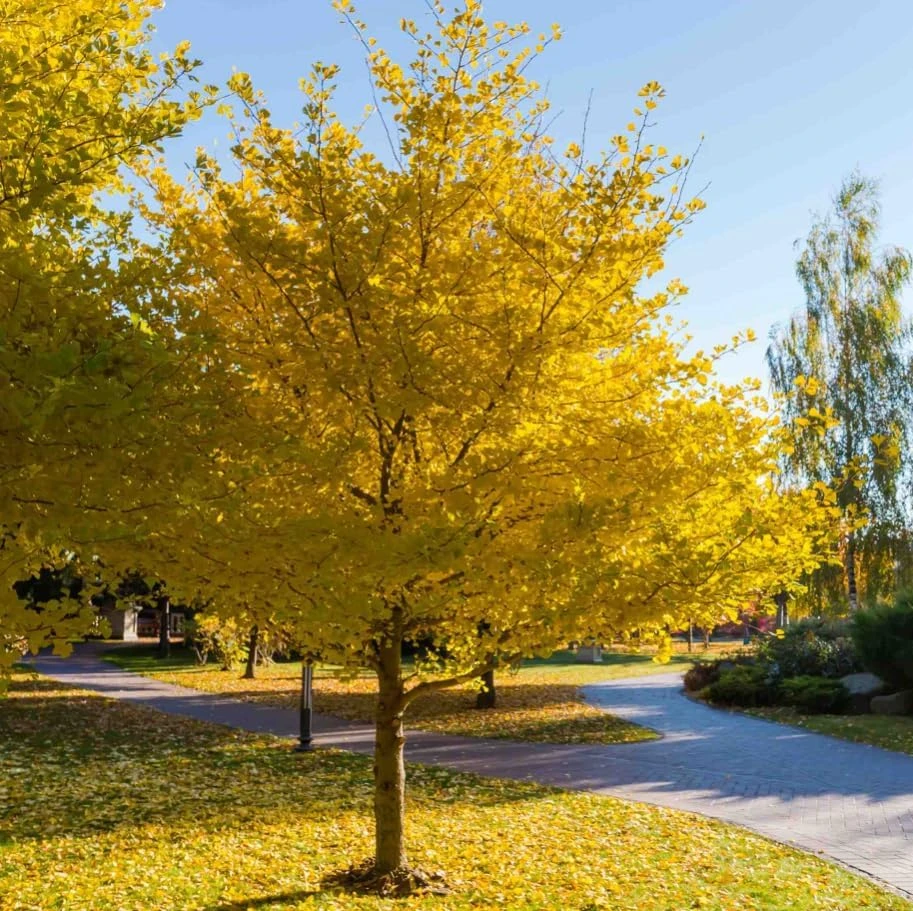 Ginkgo Tree Live Plants - Pack of 2, 8-12" Tall, Quart Pot, Hardy Outdoor - Image 5