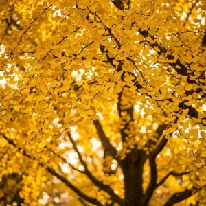 Ginkgo Tree Live Plants - Pack of 2, 8-12